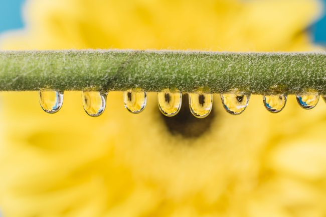 stem-with-drops-front-flower